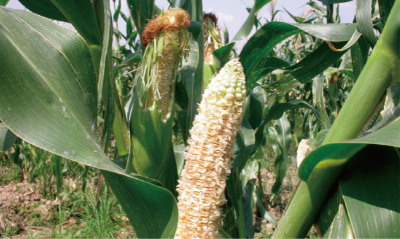 玉米鼠害绿色防控技术 (1).jpg