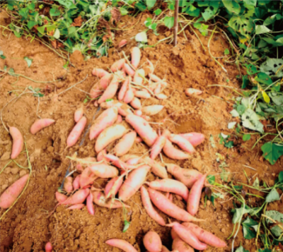 坡耕地甘薯深松栽培技术 (1).jpg