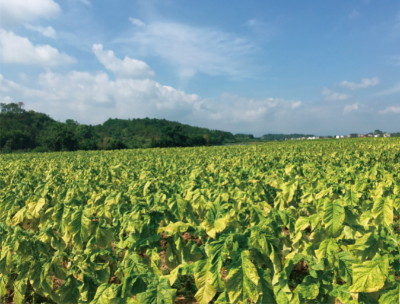 烟草种植沙泥田掺紫色土土壤改良技术 (1).jpg