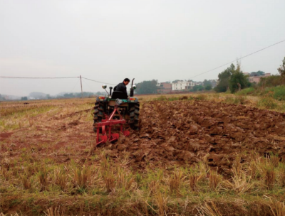 烟草种植沙泥田掺紫色土土壤改良技术 (2).jpg