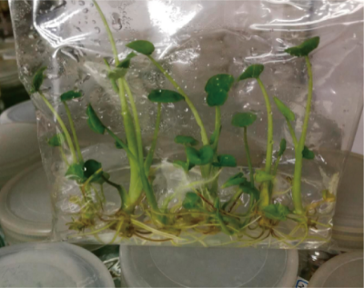 特色作物与南药工厂化育苗技术 (2).jpg