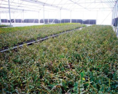 药用石斛仿野生种植技术 (1).jpg