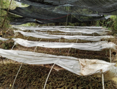 金线莲仿野生种植技术 (1).jpg