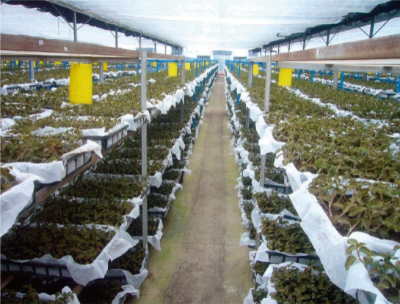 金线莲仿野生种植技术 (2).jpg