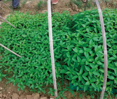 蔬菜水肥同步高效栽培防控技术 (1).jpg