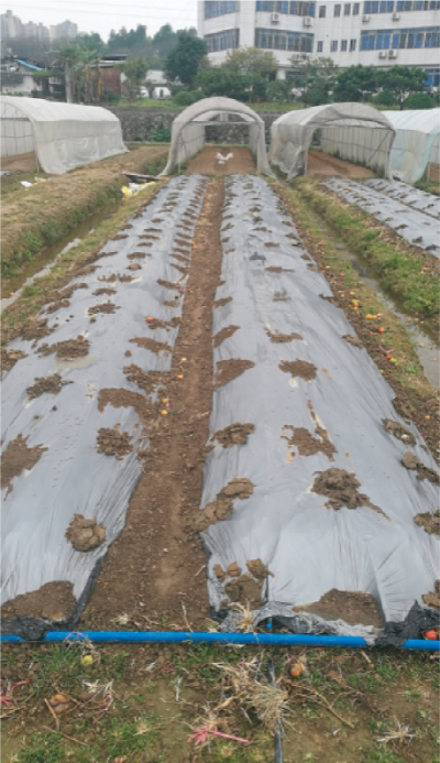 蔬菜水肥同步高效栽培防控技术 (3).jpg