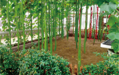 蔬菜景观规划、设计与管理 (1).jpg