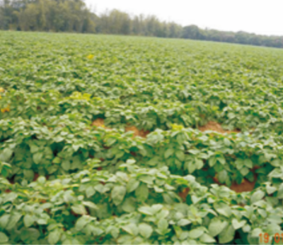 冬种马铃薯除草剂土壤残留药害诊断技术 (2).jpg