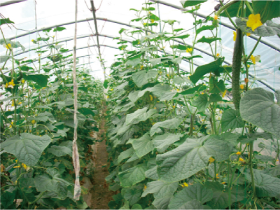 瓜果类蔬菜土传真菌病害成灾机制及防控技术 (1).jpg