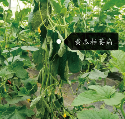 瓜果类蔬菜土传真菌病害成灾机制及防控技术 (2).jpg