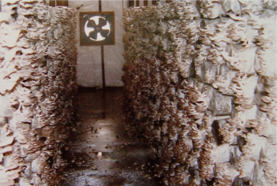 食药用菌周年高效栽培技术 (1).jpg