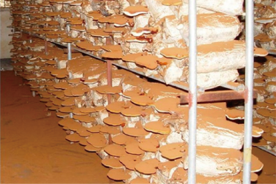 赤灵芝代料栽培及其孢子粉收集技术 (1).jpg