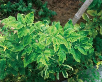 番茄黄化曲叶病绿色防控技术 (田间症状).jpg