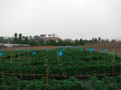 辣椒病毒病综合防控技术 (辣椒病毒病综合防控技术田间示范).jpg