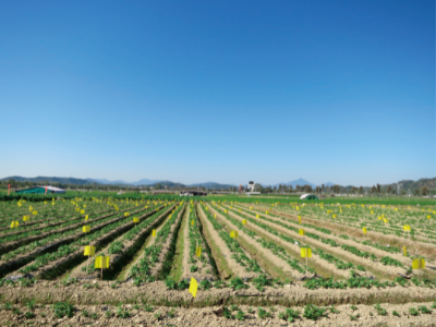 马铃薯病毒病综合防控技术 (马铃薯病毒病综合防控技术田间示范).jpg