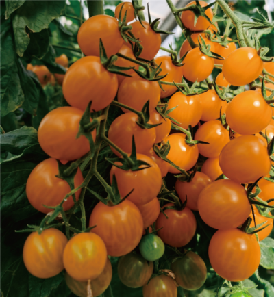 优质高效樱桃番茄系列品种 (粤科达101果穗).jpg