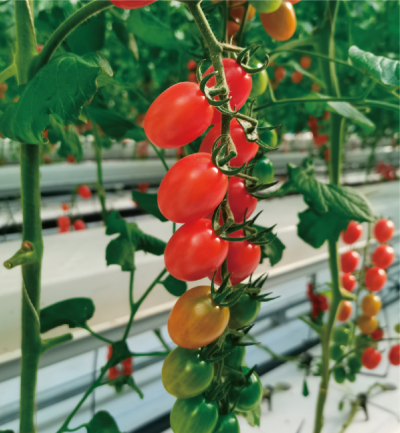 优质高效樱桃番茄系列品种 (粤科达202果穗).jpg