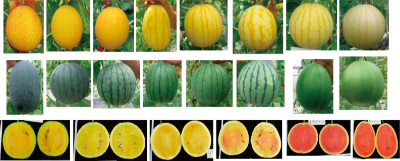优质特色小果型西瓜新品种 (西瓜品种资源).jpg