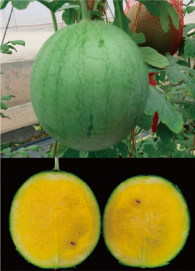 优质特色小果型西瓜新品种 (碧玉).jpg