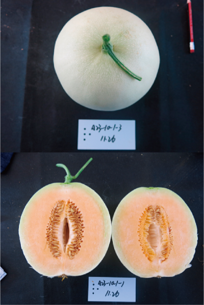 设施专用优质厚皮甜瓜新品种 (橙蜜).jpg