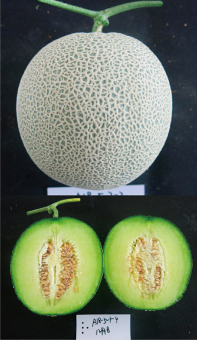 设施专用优质厚皮甜瓜新品种 (翠蜜1号).jpg