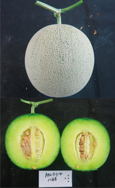 设施专用优质厚皮甜瓜新品种 (翠蜜2号).jpg