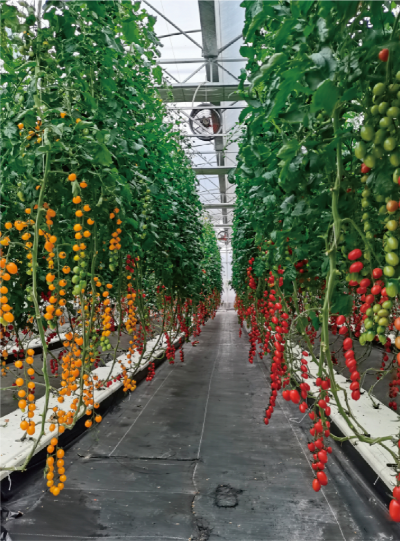 华南型作物工厂化(水培)生产关键技术 (作物工厂化栽培技术模式).jpg