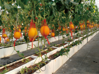 设施基质绿色栽培技术模式 (厚皮甜瓜智能高效基质栽培模式).jpg