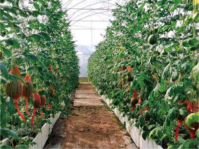 设施基质绿色栽培技术模式 (小果型西瓜智能高效基质栽培模式).jpg