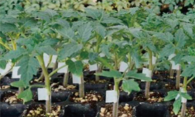 工厂化育苗技术 (2).jpg