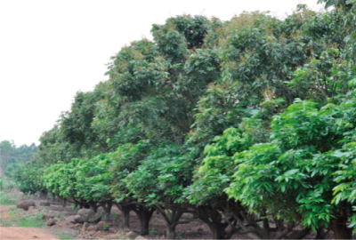 龙眼标准化栽培技术 (2).jpg