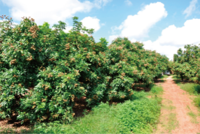 龙眼标准化栽培技术 (3).jpg