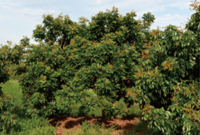 龙眼标准化栽培技术 (4).jpg