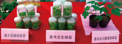 番木瓜组培苗快繁新技术.jpg