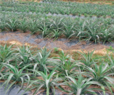 菠萝地膜覆盖栽培技术.jpg
