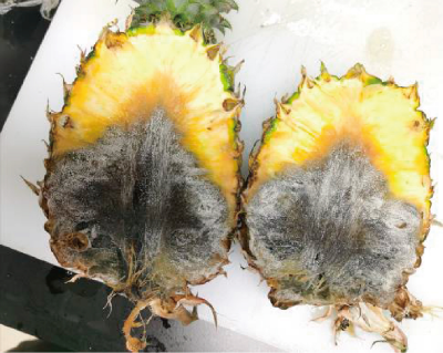 菠萝病虫害绿色防控技术 (2).jpg