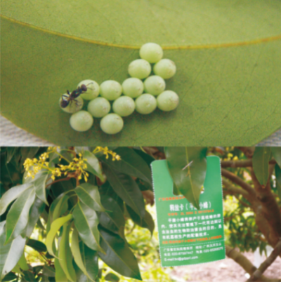 利用平腹小蜂防治荔枝蝽技术.jpg