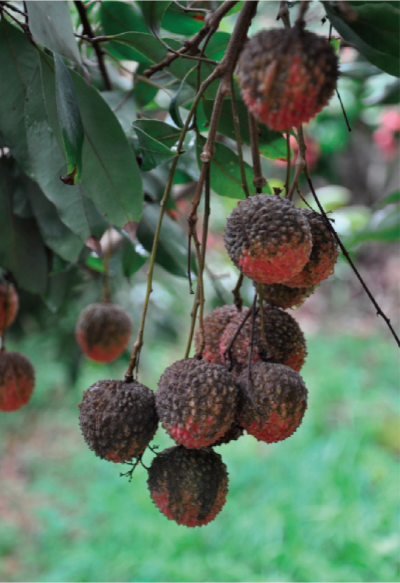 荔枝主要病害绿色防控技术 (2).jpg