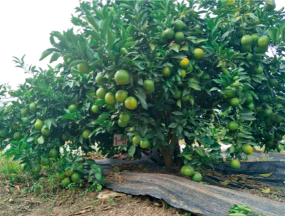 柑桔有机替代施肥技术.jpg