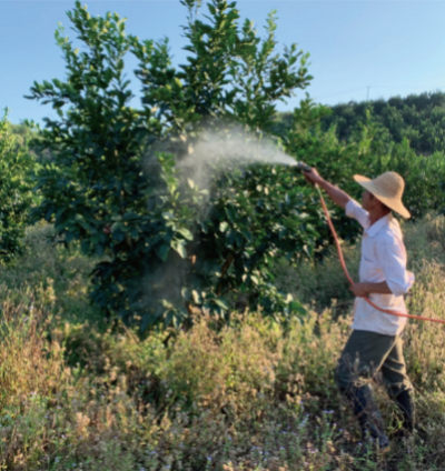 柑橘木虱综合防控技术.jpg