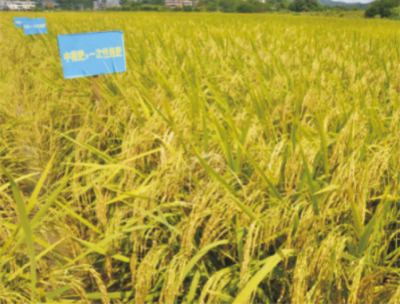 广东省稻田地力提升技术 (1).jpg