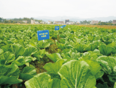 广东省稻田地力提升技术 (2).jpg