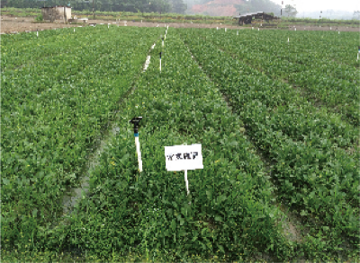 防病、促生功能微生物菌剂发酵工艺及产品应用 (1).jpg