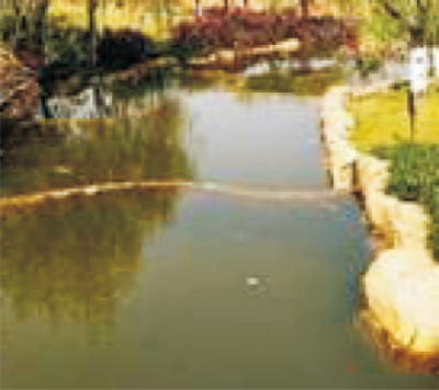 污染水体生态修复及再生安全农用技术 (1).jpg