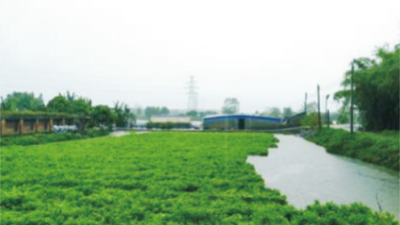 污染水体生态修复及再生安全农用技术 (2).jpg