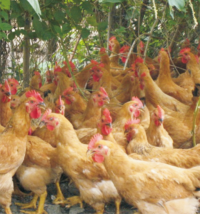 优质肉鸡效率育种关键技术 (1).jpg