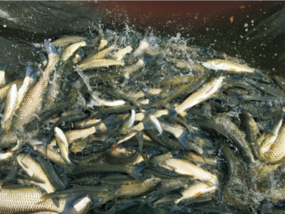 水产生物活性饲料添加剂的应用技术 (1).jpg