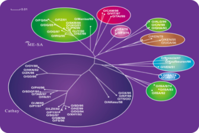 口蹄疫综合防控技术 (1).jpg