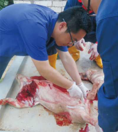 集约化猪场猪伪狂犬病防控与净化技术 (1).jpg