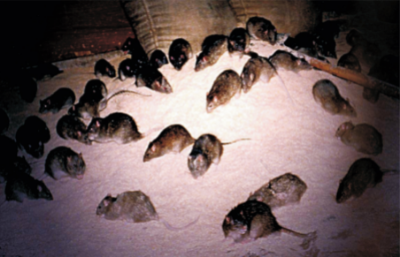 养殖场褐家鼠高效防控技术 (1).jpg